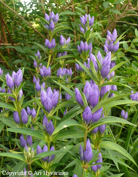 Gentiana triflora, leikkokatkero